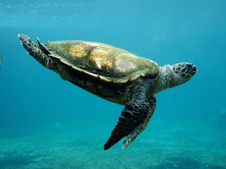 Tortue dans l'Océan Broderie Diamant Diamond Painting