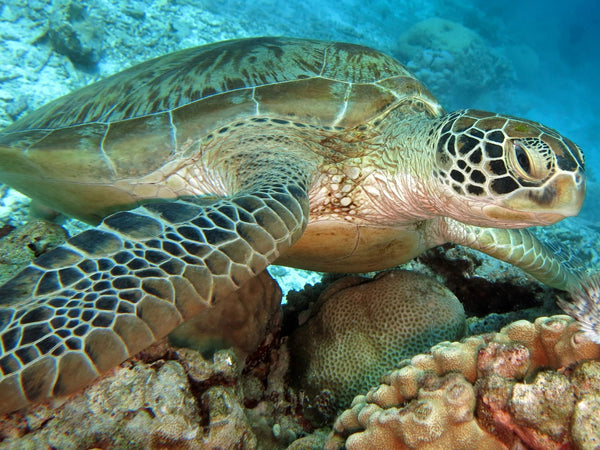 Tortue et Coral dans l'Océan Broderie Diamant Diamond Painting